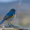 今日の野鳥　ルリビタキ