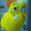 春を迎えるインコ達
