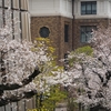 東京の桜をめぐる旅①満開・曇天の朝編『九段坂から千鳥ヶ淵へ』