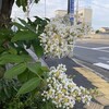 老いの日々の日課