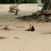 途上国の犬になる