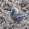 筑波山の野鳥　ハギマシコ他　２０２３年１月６日