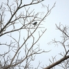 ブユムシクイ Blue-gray Gnatcatcher