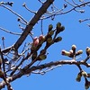 青物横丁さくら情報