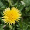 【PENTAX】春なのでマクロレンズを持って近所に咲いている花を撮りに出かけてみた【HD PENTAX-DA35mmF2.8 Macro Limited】