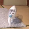 猫さんのボール遊び。