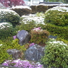 雪と八重桜