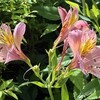 Alstroemeria