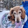 老犬ホームあん｜新人さん サクラ^^