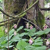 クマガイソウ