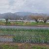 小雨の中チューリップ🌷お客さん