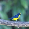 キノドスミレフウキンチョウ Yellow-throated Euphonia