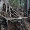 金時山～金時神社(金時山3)