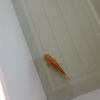 金魚のトリとメダカの県外移動