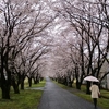 サクラ満開の週末、花散らしの雨。