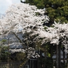 古い写真で恐縮です「能登の桜」