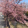 今年も河津桜