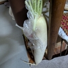さて、どう立ち回ろうか