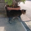 半年ぶりの牛角
