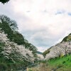 佐波の桜　2025/04/02