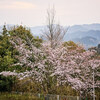 近所の桜めぐり Ⅱ