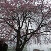 若宮公園の枝垂桜が咲き出した