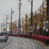 雨の登校