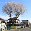 旭の江戸彼岸桜・・