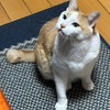何事もない日々が最高。でも、動くべき時は動かないといけないと思う。そんな毎日。