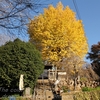 金剛寺の銀杏・十月桜・・