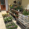 お花の苗追加と新商品の紹介