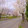 東小学校前の桜～つくば市とその周辺の風景写真案内（１２６１） 