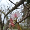 桜の花も咲いていました