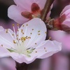 武ばる桜