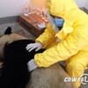 中国・陝西省　パンダの「鳳鳳」が危篤状態、肝臓、腎臓、心臓、肺臓の機能不全