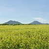 一面に広がる満開のソバの花＝阿蘇市波野