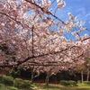 今年の桜