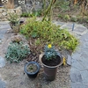 モミジがある三角地帯の植栽～復活を願うアジサイや黄色い花のイソギクなど～