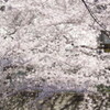 神田上水の桜が満開になった