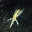 雑魚という名の魚はいない