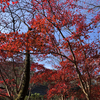 【アラ還さんぽ】生田緑地の紅葉をお届けします。