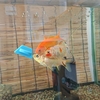 エサを切り過ぎて理性を失う金魚