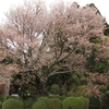 菅の山桜・・