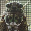 ミンミンゼミ