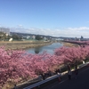 桜が満開になる季節は苦手、岡崎市乙川沿いの葵桜