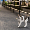 近隣繁華街のねこさん