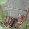 秋バラの季節