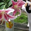 ペットを飼っている人は植物に気をつけましょう