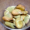 芽出しして置いたそら豆をポットに蒔いた