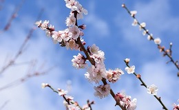 記事を見る